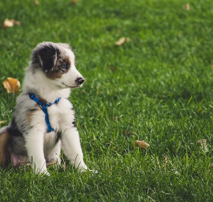 Preparing To Bring Home A Puppy