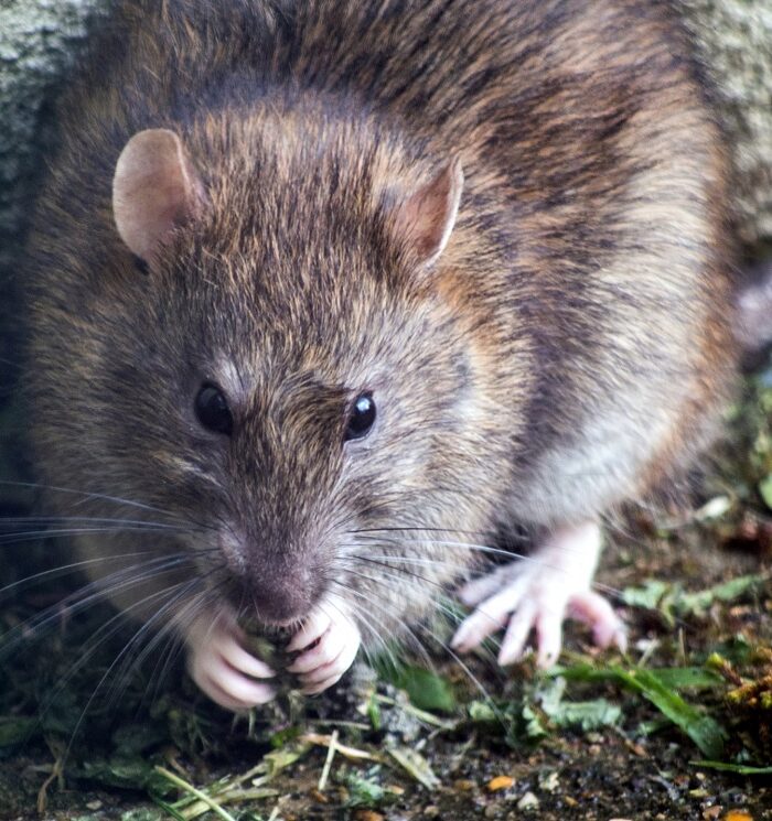 How the Pandemic Affects Rat Populations