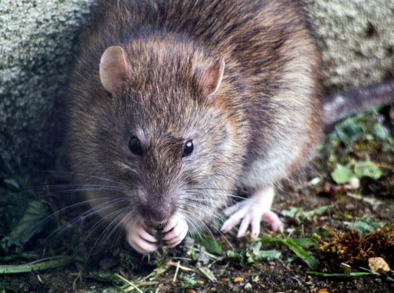 How the Pandemic Affects Rat Populations