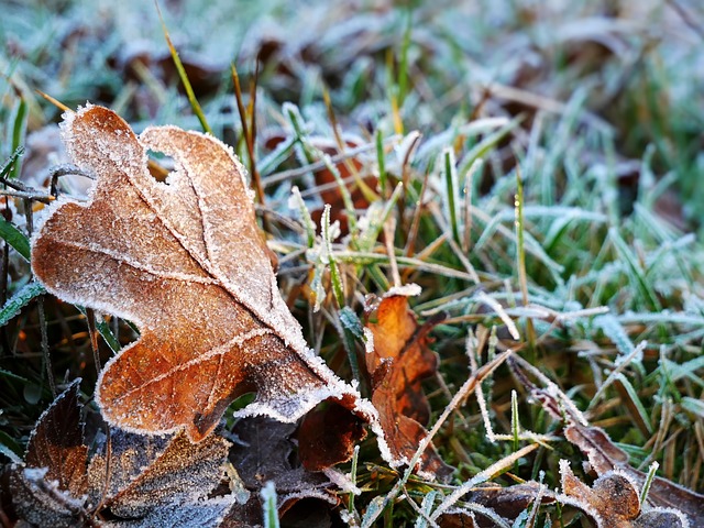 7 Gardening Tasks You Can Do In November