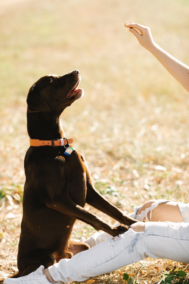 Bringing Home Your First Four-Legged Friend: 3 Factors New Dog Owners Should Know